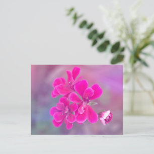 Pink Geranium Flowers Postcard Photography