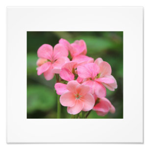 Pink Geranium Petals Photo Print
