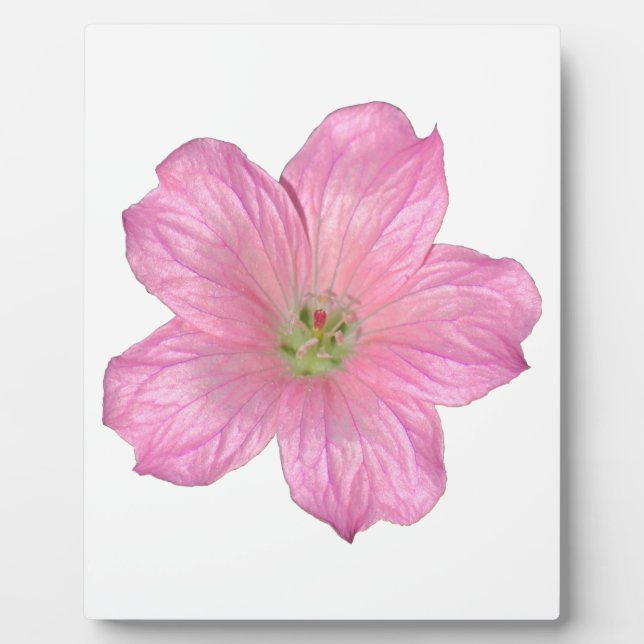 Pink Geranium Plaque (Front)