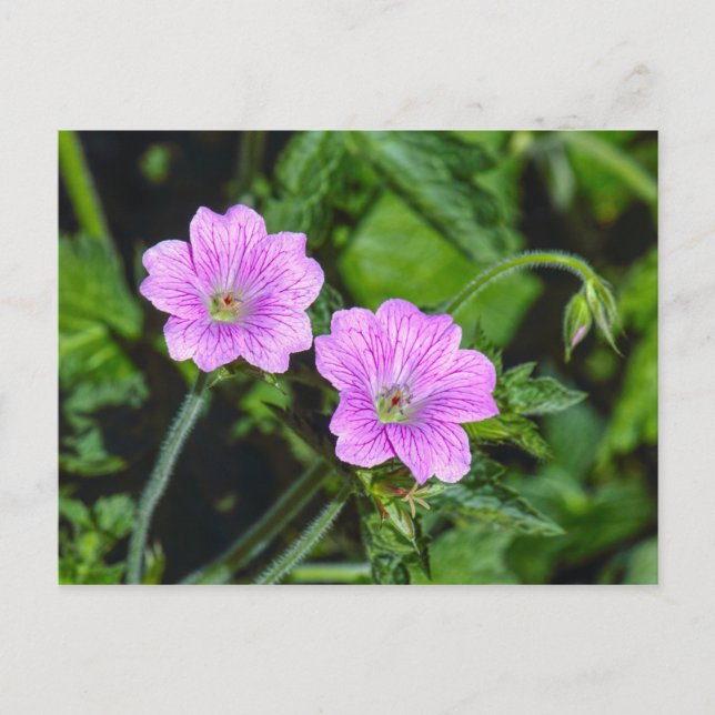 Pink Geraniums Postcard (Front)