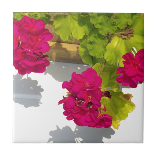 Pink Geraniums, pretty hot pink flowers Ceramic Tile (Front)