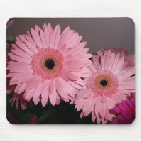 Pink Gerber Daisy
