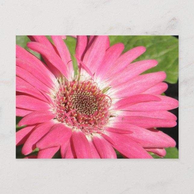 Pink Gerber Daisy Postcard (Front)