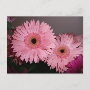 pink gerber daisy postcard