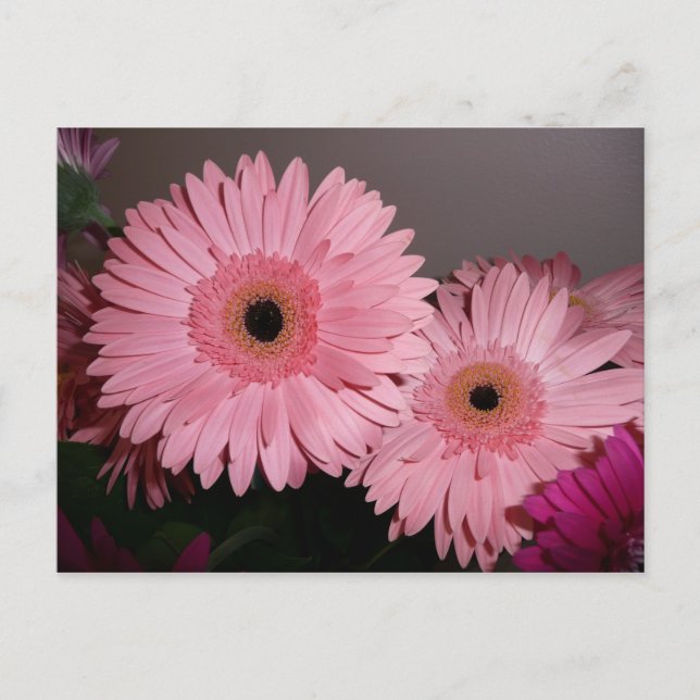 pink gerber daisy postcard (Front)