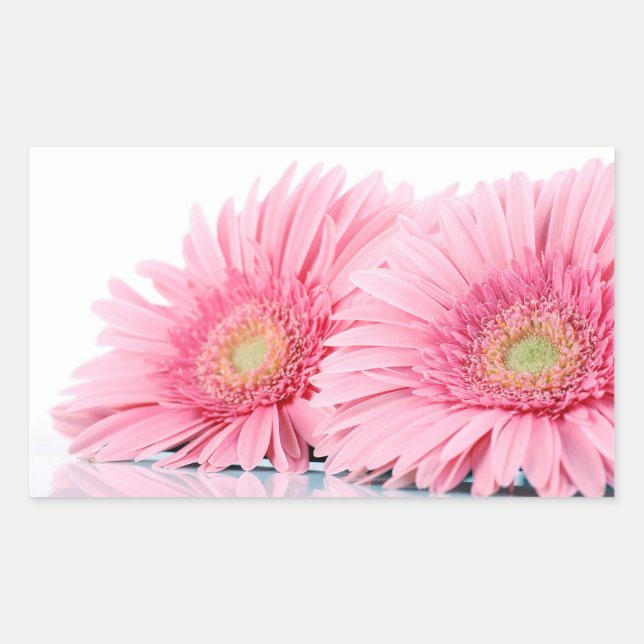 Pink Gerbera Daisies Elegant Photo Rectangular Sticker (Front)