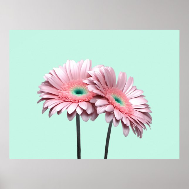 Pink Gerbera Daisies Poster (Front)
