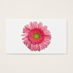Pink Gerbera Daisy