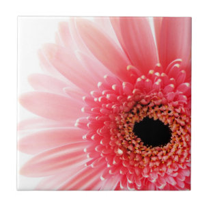 Pink Gerbera Daisy Ceramic Tile