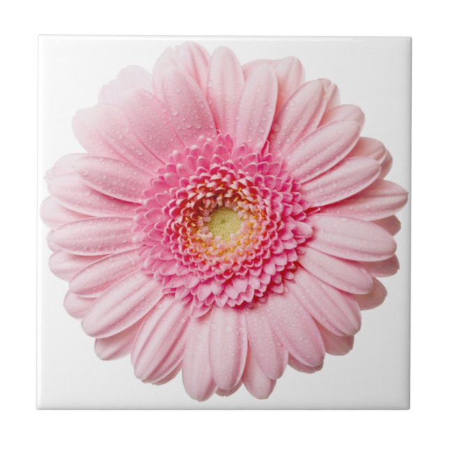 Pink Gerbera Daisy Ceramic Tile (Front)