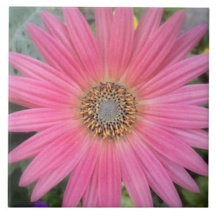 Pink Gerbera Daisy Ceramic Tile