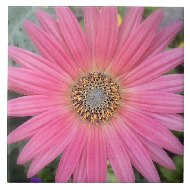 Pink Gerbera Daisy Ceramic Tile (Front)