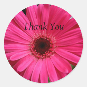 Pink Gerbera Daisy Classic Round Sticker