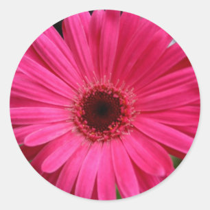 Pink Gerbera Daisy Classic Round Sticker