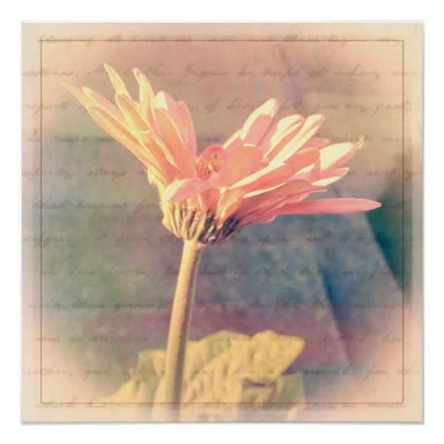 Pink Gerbera Daisy Collage Poster (Front)