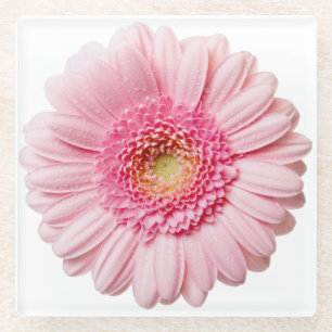 Pink Gerbera Daisy Flower Glass Coaster