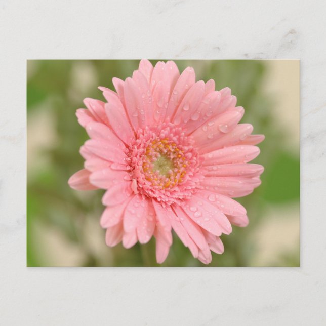 Pink Gerbera Daisy Flower  Greeting Postcard (Front)