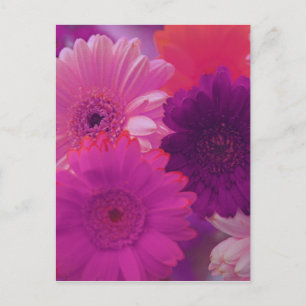Pink Gerbera Daisy Flower Photo Art Postcard