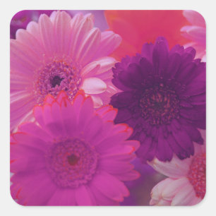 Pink Gerbera Daisy Flowers Art Sticker Decals