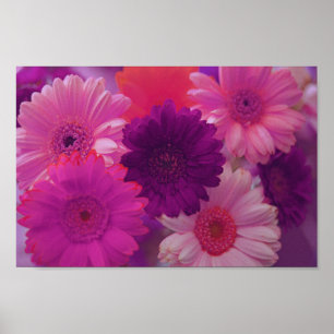 Pink Gerbera Daisy Flowers Wall Art Print Poster
