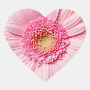 Pink Gerbera Daisy Heart Sticker