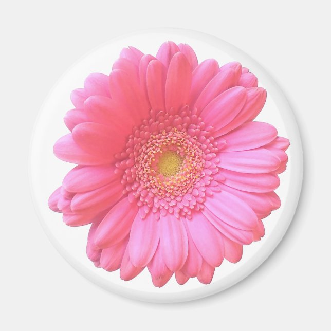 Pink gerbera daisy magnet (Front)