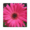 Pink Gerbera Daisy Magnet