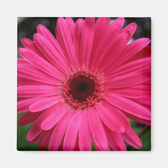 Pink Gerbera Daisy Magnet (Front)