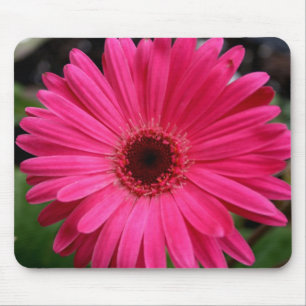 Pink Gerbera Daisy Mouse Pad