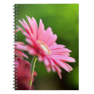 Pink Gerbera Daisy Notebook