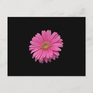 Pink Gerbera Daisy Postcard