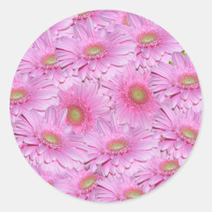 Pink Gerbera Flowers In Tight Clusters,  Classic Round Sticker