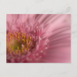 Pink Gerbera • Postcard