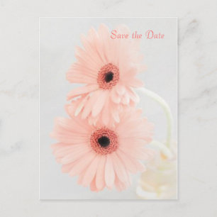 Pink Gerbera Save the Date announcement Postcard