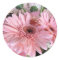 pink gerberas