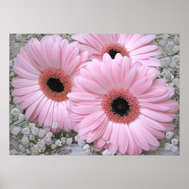 Pink Gerberas Print (Front)