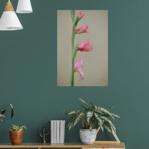Pink Gladiolus Glad Flower Profile Art  Poster