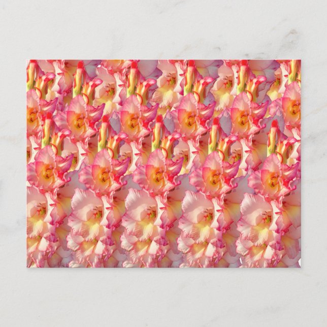 Pink Gladiolus Postcard (Front)