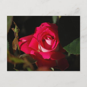 Pink Gorgeous Rose Flower Postcard