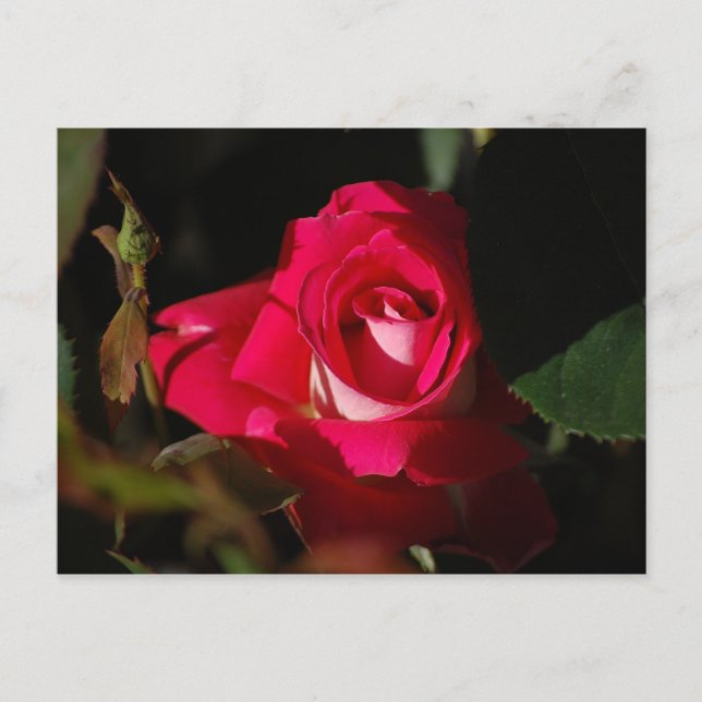 Pink Gorgeous Rose Flower Postcard (Front)