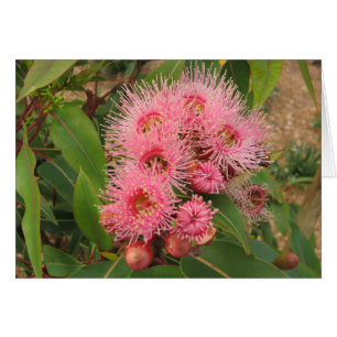 Pink gum flowers