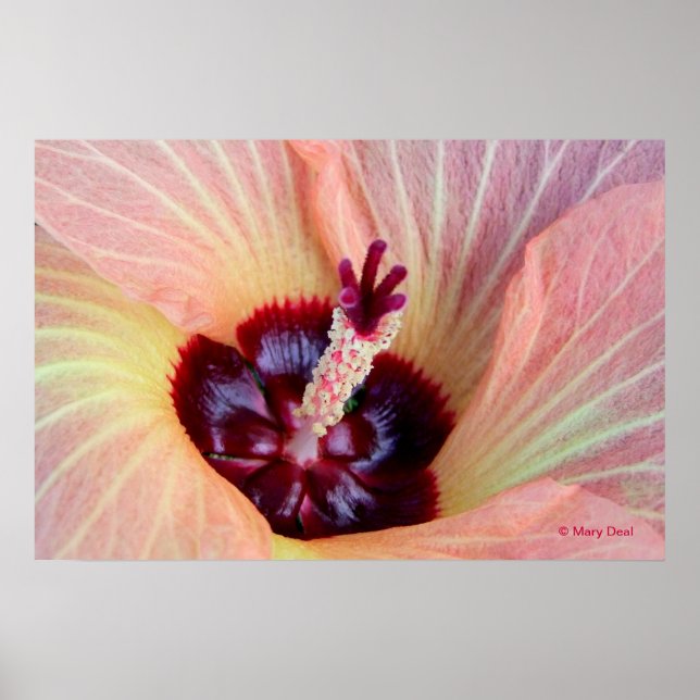Pink Hau Blossom Poster (Front)