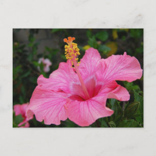 Pink Hawaii Hibiscus Postcard