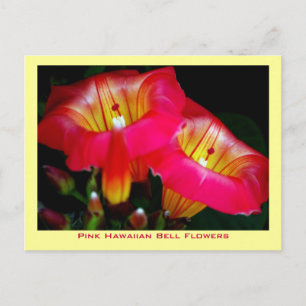 Pink Hawaiian Bell Flowers Postcard