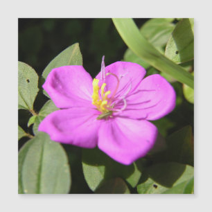 Pink Hawaiian Plumeria Poster Faux Canvas Print A