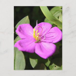 Pink Hawaiian Plumeria Poster Faux Canvas Print A Postcard