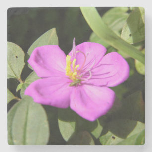 Pink Hawaiian Plumeria Poster Faux Canvas Print A Stone Coaster