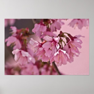 "Pink Haze" Japanese Cherry Blossoms Poster
