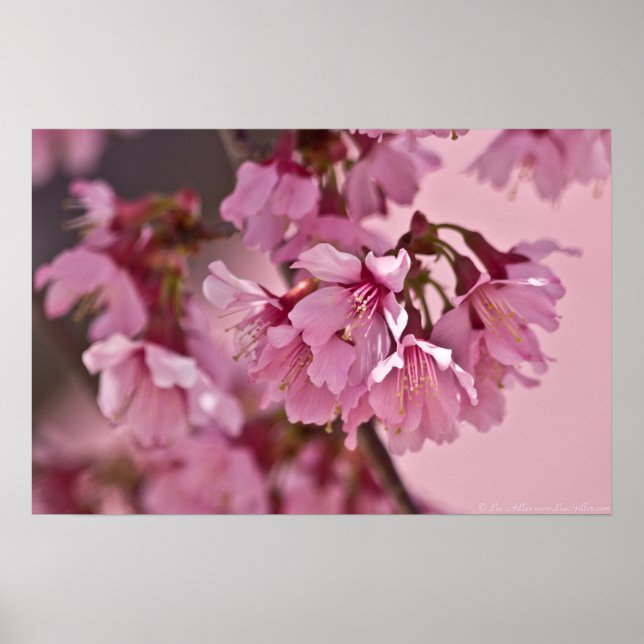 "Pink Haze" Japanese Cherry Blossoms Poster (Front)