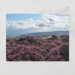 Pink Heather and Blue Sky Postcard